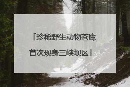 珍稀野生动物苍鹰首次现身三峡坝区