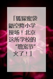 狐獴蜜袋鼯空降小学操场！北京这所学校的“撸宠节”火了！