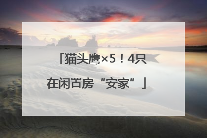猫头鹰×5！4只在闲置房“安家”