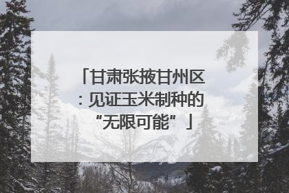 甘肃张掖甘州区：见证玉米制种的“无限可能”