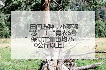 田间选种，小麦强“芯”！“青农6号”保守产量亩均750公斤以上