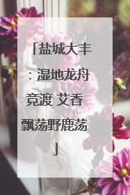 盐城大丰：湿地龙舟竞渡 艾香飘荡野鹿荡