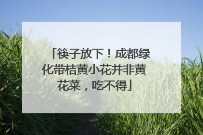 筷子放下！成都绿化带桔黄小花并非黄花菜，吃不得
