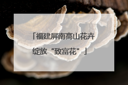 福建屏南高山花卉绽放“致富花”