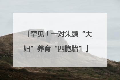 罕见！一对朱鹮“夫妇”养育“四胞胎”