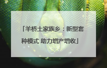 羊桥土家族乡：新型套种模式 助力增产增收