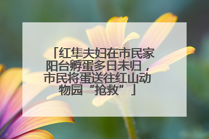红隼夫妇在市民家阳台孵蛋多日未归，市民将蛋送往红山动物园“抢救”