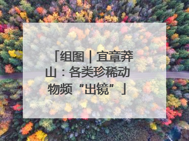 组图｜宜章莽山：各类珍稀动物频“出镜”