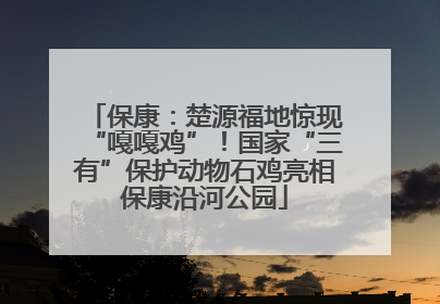 保康：楚源福地惊现“嘎嘎鸡”！国家“三有”保护动物石鸡亮相保康沿河公园