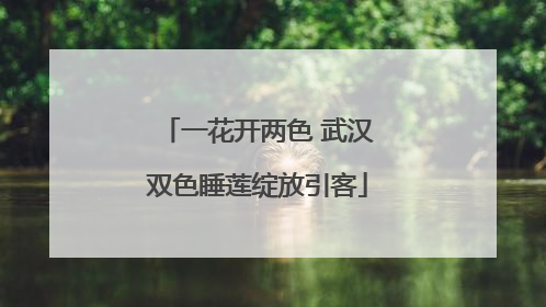 一花开两色 武汉双色睡莲绽放引客