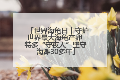 世界海龟日丨守护世界最大海龟产卵 特多“守夜人”坚守海滩30多年