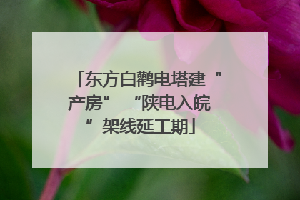 东方白鹳电塔建“产房” “陕电入皖”架线延工期