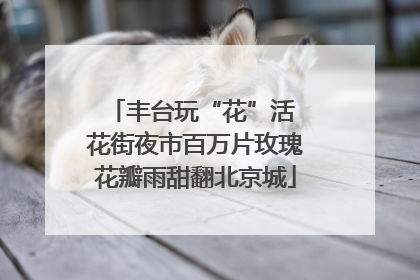 丰台玩“花”活 花街夜市百万片玫瑰花瓣雨甜翻北京城