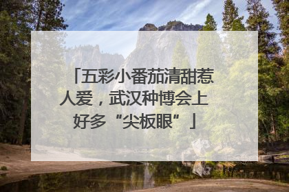 五彩小番茄清甜惹人爱，武汉种博会上好多“尖板眼”