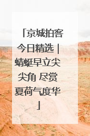 京城拍客今日精选｜蜻蜓早立尖尖角 尽赏夏荷气度华
