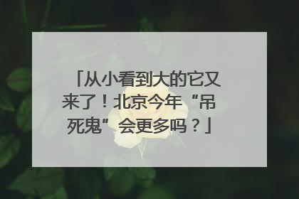 从小看到大的它又来了！北京今年“吊死鬼”会更多吗？