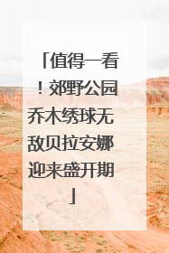 值得一看！郊野公园乔木绣球无敌贝拉安娜迎来盛开期