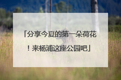 分享今夏的第一朵荷花！来杨浦这座公园吧