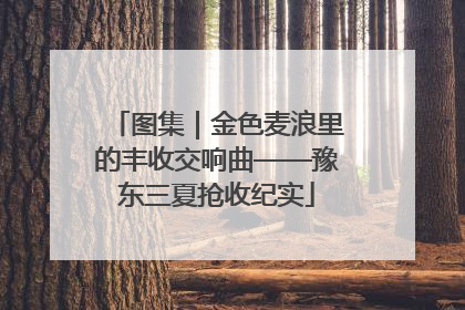 图集｜金色麦浪里的丰收交响曲——豫东三夏抢收纪实