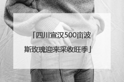 四川宣汉500亩波斯玫瑰迎来采收旺季