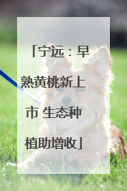 宁远：早熟黄桃新上市 生态种植助增收