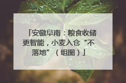 安徽阜南：粮食收储更智能，小麦入仓“不落地”（组图）