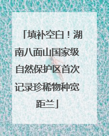 填补空白！湖南八面山国家级自然保护区首次记录珍稀物种宽距兰