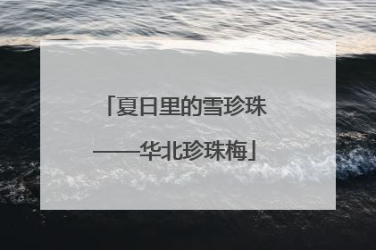 夏日里的雪珍珠——华北珍珠梅
