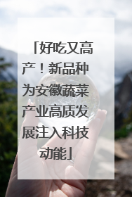 好吃又高产！新品种为安徽蔬菜产业高质发展注入科技动能