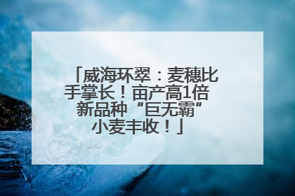 威海环翠：麦穗比手掌长！亩产高1倍 新品种“巨无霸”小麦丰收！
