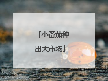 小番茄种出大市场