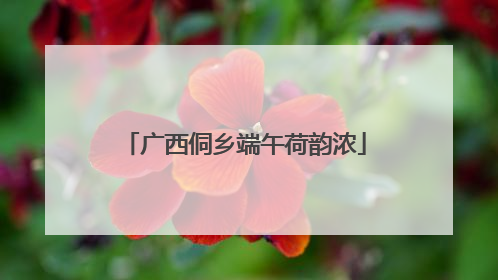广西侗乡端午荷韵浓