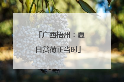 广西梧州：夏日赏荷正当时