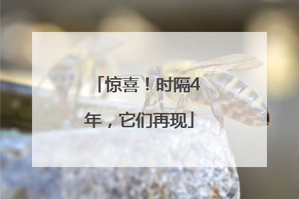 惊喜！时隔4年，它们再现