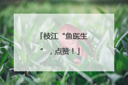 枝江“鱼医生”，点赞！