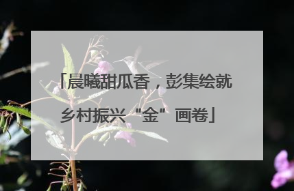 晨曦甜瓜香，彭集绘就乡村振兴“金”画卷