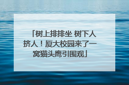 树上排排坐 树下人挤人！厦大校园来了一窝猫头鹰引围观