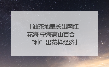 油茶地里长出网红花海 宁海高山百合“种”出花样经济