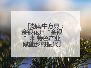 湖南中方县：金银花开“金银”来 特色产业赋能乡村振兴