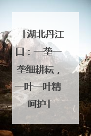 湖北丹江口：一垄一垄细耕耘，一叶一叶精呵护