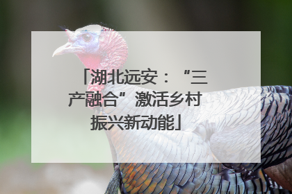 湖北远安：“三产融合”激活乡村振兴新动能