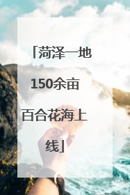 菏泽一地150余亩百合花海上线
