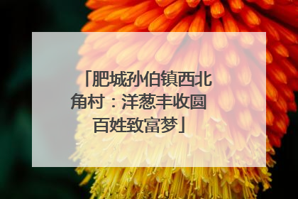 肥城孙伯镇西北角村：洋葱丰收圆百姓致富梦