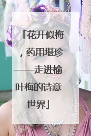 花开似梅，药用堪珍——走进榆叶梅的诗意世界