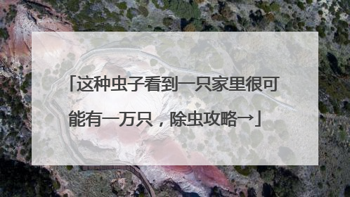 这种虫子看到一只家里很可能有一万只，除虫攻略→