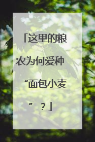 这里的粮农为何爱种“面包小麦”？