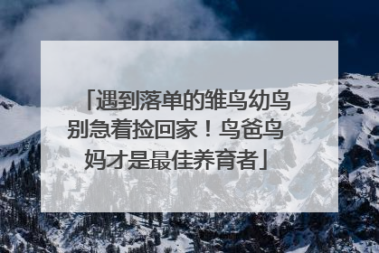 遇到落单的雏鸟幼鸟别急着捡回家！鸟爸鸟妈才是最佳养育者