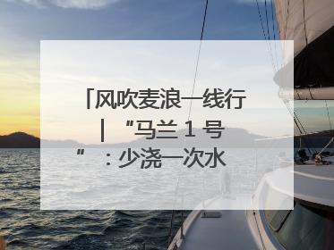 风吹麦浪一线行｜“马兰 1 号”：少浇一次水 多产一成粮