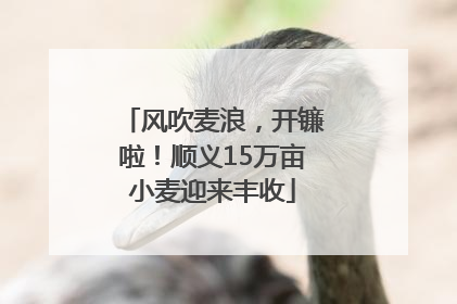 风吹麦浪，开镰啦！顺义15万亩小麦迎来丰收
