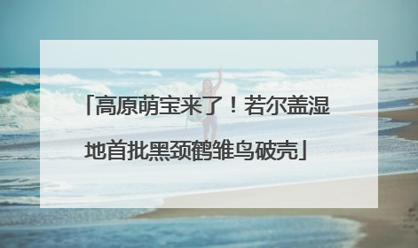 高原萌宝来了！若尔盖湿地首批黑颈鹤雏鸟破壳